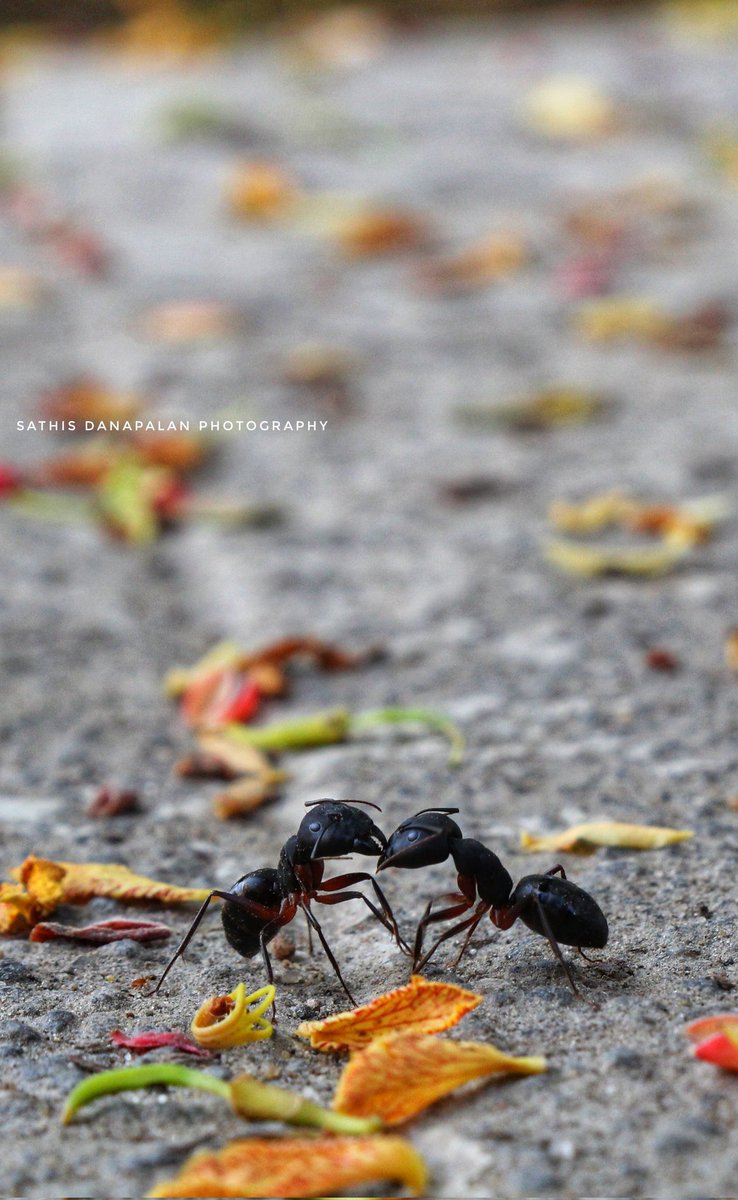 🐜🐜🐜நீயா...நானா...🐜🐜🐜
