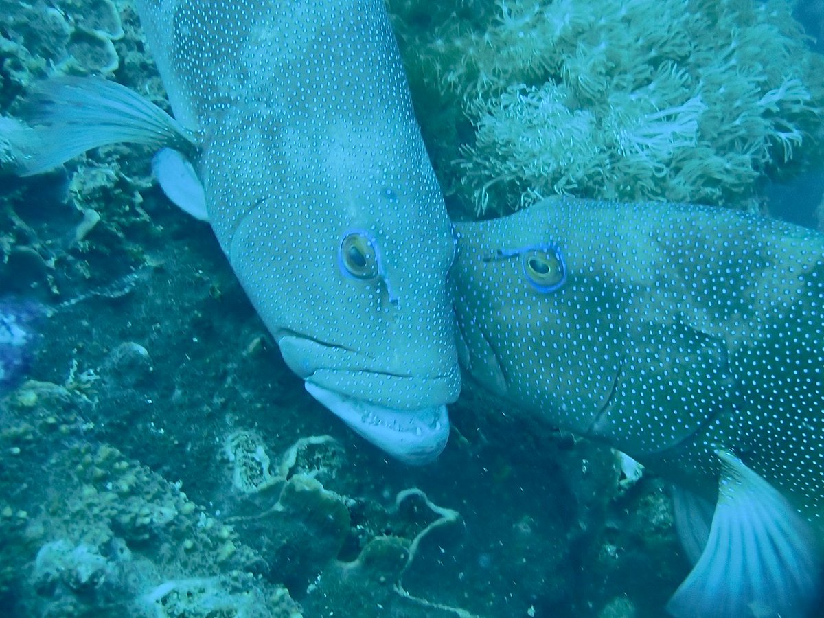 BIG boy coral trout using subtle fish language youtu.be/fg1Hxj0Dn7A?si… via <a href="/YouTube/">YouTube</a>