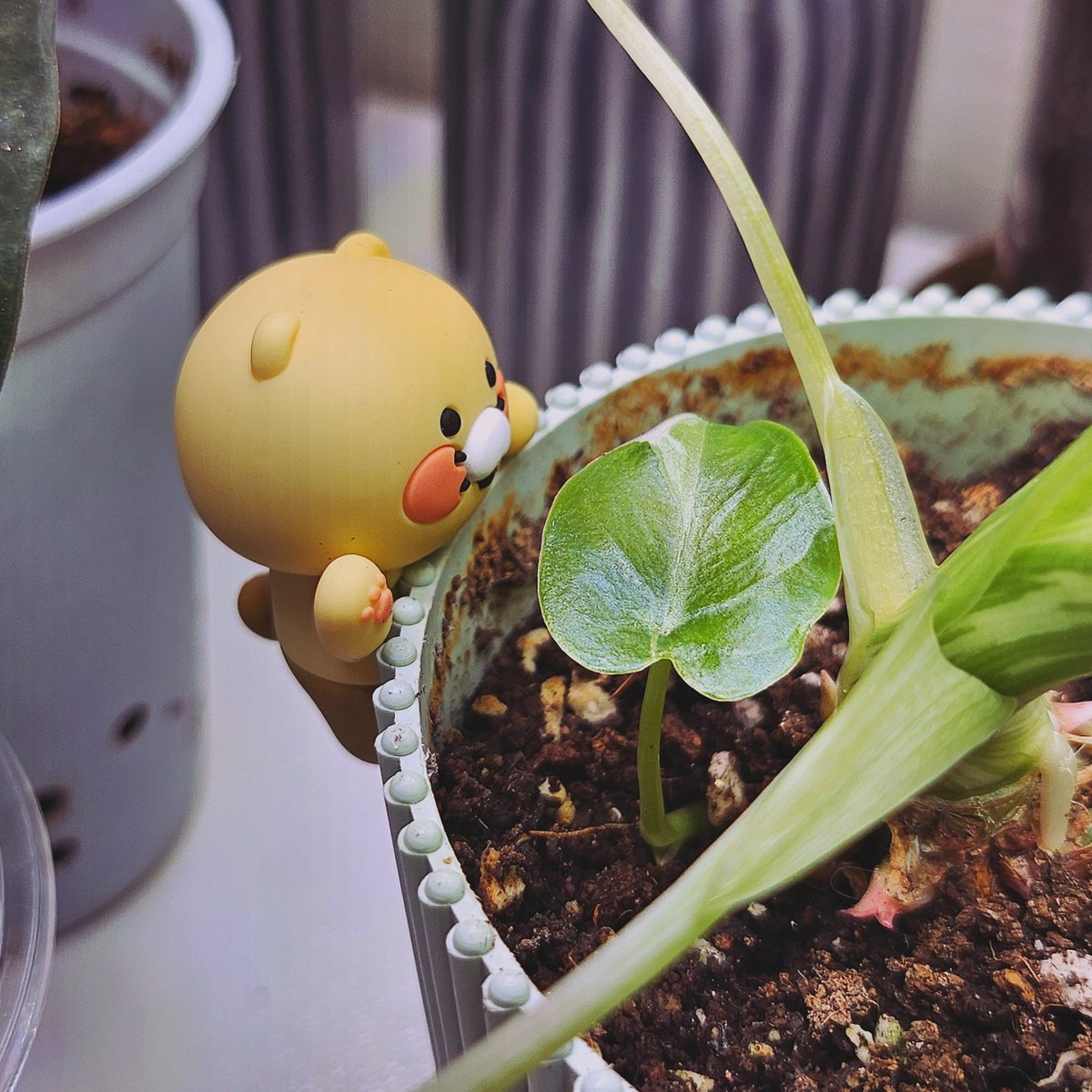 givemeful's tweet photo. #식물계 #풀친소
#식물계_트친소
안녕하세요... 그냥 풀 사진 올리고 싶어서 계정만들었어요
알로카시아류 좋아해요!
다육이를 진짜 못키워서.... 다육이는 구경만해요 식물계 맞팔해요 ( ᴗ͈ˬᴗ͈)ഒ🌿 https://t.co/ebmKIifegN
