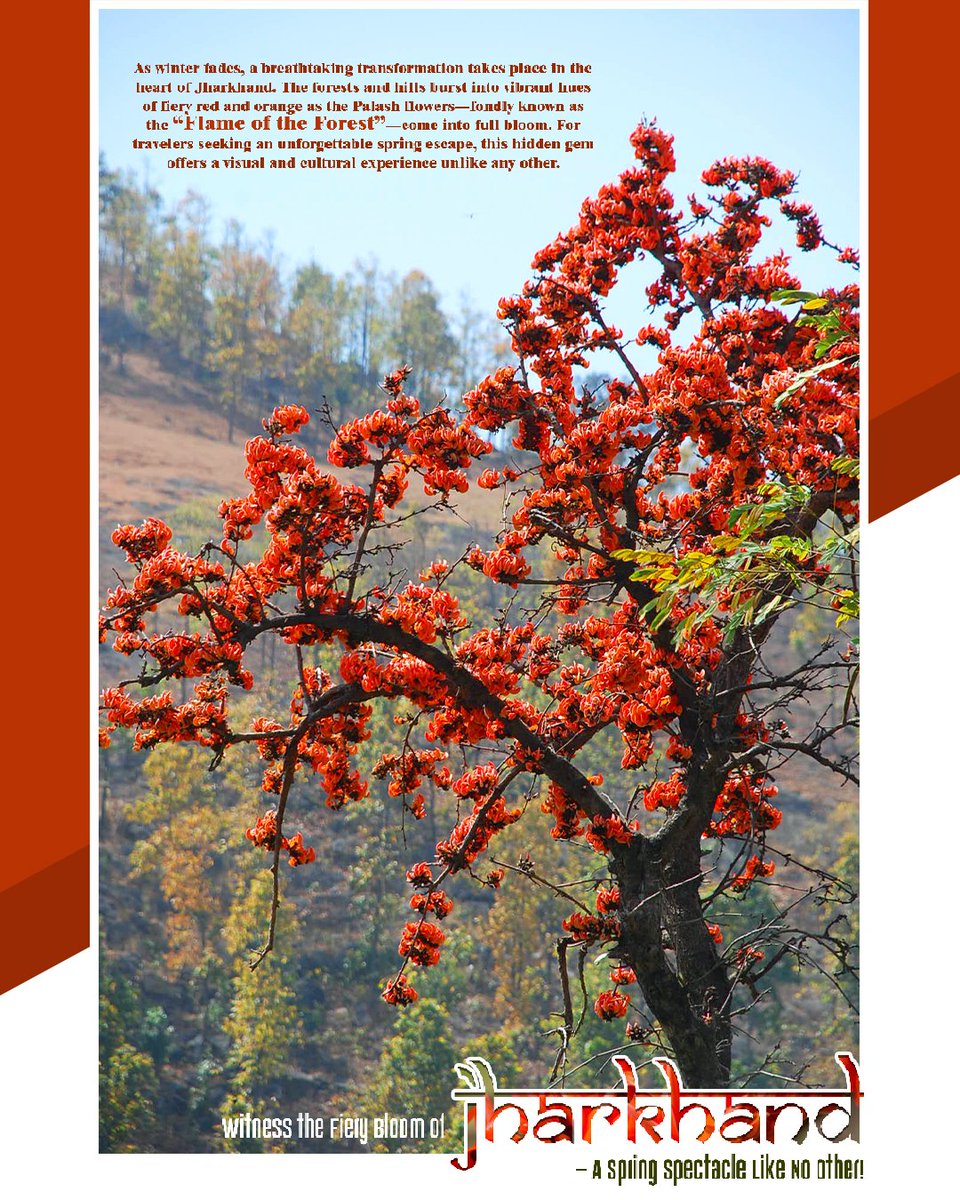 VisitJharkhand's tweet photo. Jharkhand in spring is a fiery spectacle! The Palash bloom — the Flame of the Forest — sets the land aglow with colour and culture. Come for the flowers, stay for the stories.
#visitjharkhand #palash #FlameOfTheForest
@HemantSorenJMM https://t.co/sx4ZbboYzQ