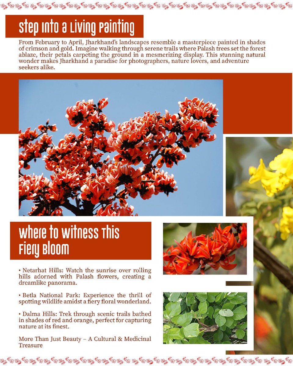 VisitJharkhand's tweet photo. Jharkhand in spring is a fiery spectacle! The Palash bloom — the Flame of the Forest — sets the land aglow with colour and culture. Come for the flowers, stay for the stories.
#visitjharkhand #palash #FlameOfTheForest
@HemantSorenJMM https://t.co/sx4ZbboYzQ