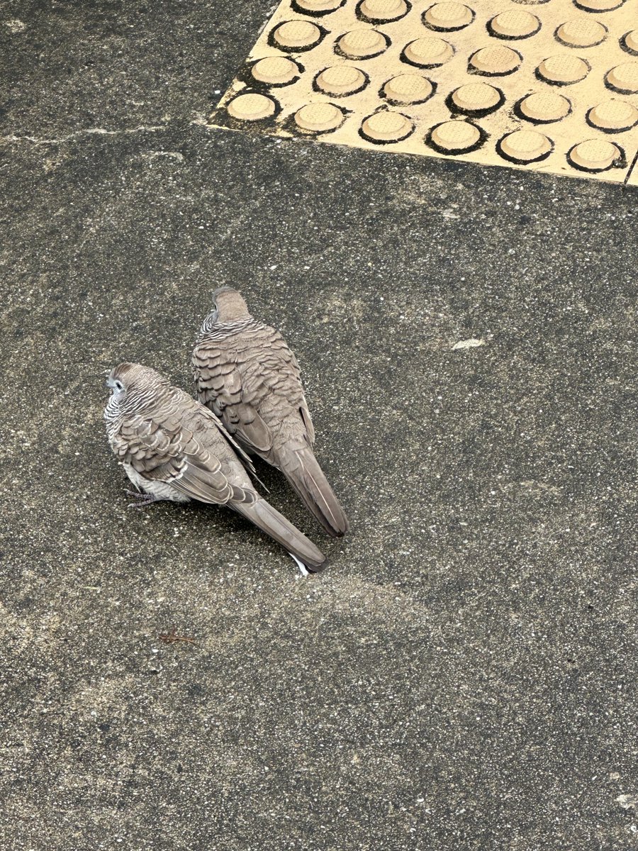 人懐っこくてとっても可愛い鳥のペアに出会いました🐦
