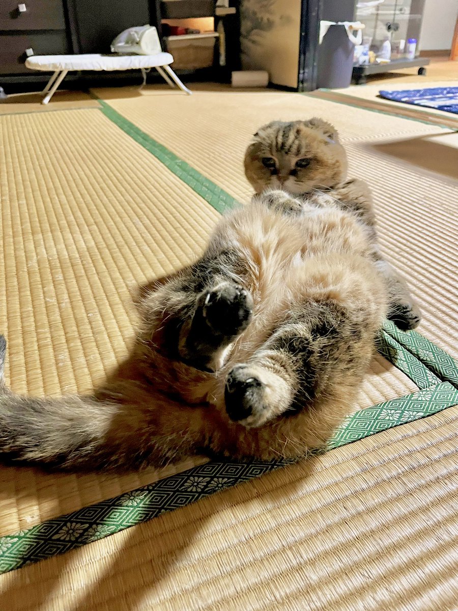 agar_effort's tweet photo. #にゃんプロ

まるで腹筋？！みたいなうちの猫ちゃんです https://t.co/L2tulhmauG