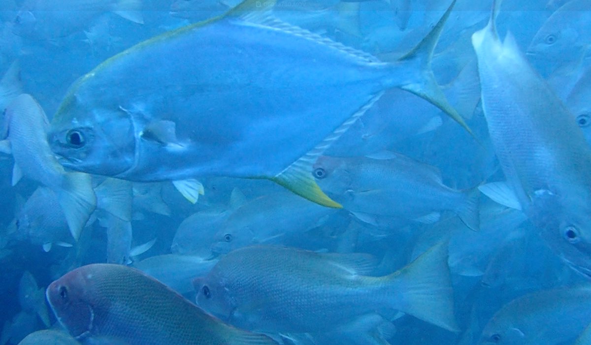 Crimson snapper (Lutjanus erythropterus) and a few interesting pelagic in a huge, dense wall of fish at SS Yongala youtu.be/bTgWoVCkJf8?si… via <a href="/YouTube/">YouTube</a>