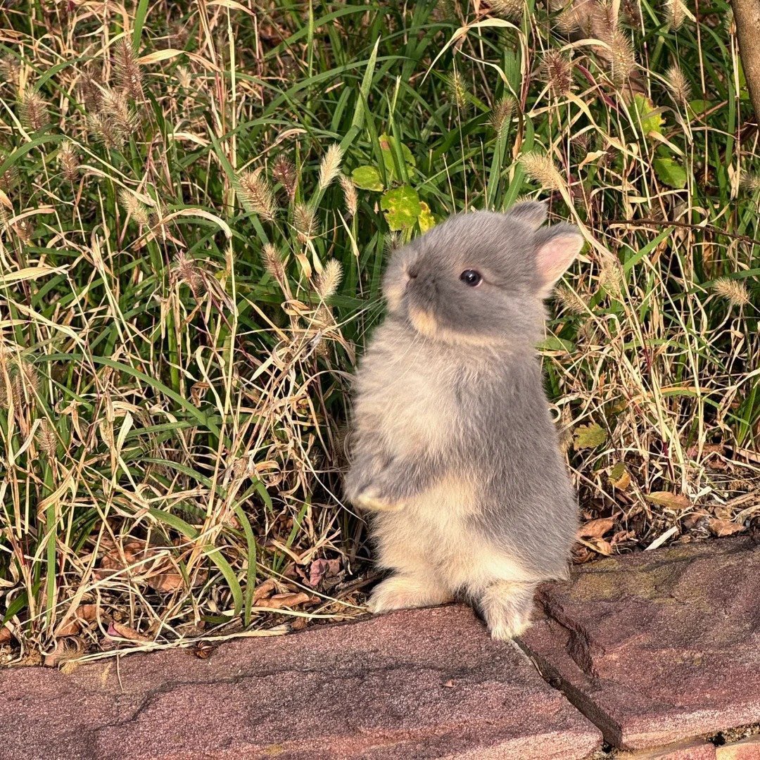 Why you should have a rabbit tweet media