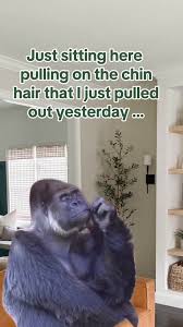 Jen Jonesπ€π€ππ€π€ (@jjonez2016) on Twitter photo I have made an important life decision....
I am just gonna let it grow π€·π»ββοΈ Maybe it I ignore it, it will go away??? Maybe I will perm it? Maybe I just don't give a fuck anymore to keep battling it? Maybe it's a battle I'm not meant to win
π€·π»ββοΈπ€·π»ββοΈπ€·π»ββοΈ #ChinHairIsIndestructable I have made an important life decision....
I am just gonna let it grow π€·π»ββοΈ Maybe it I ignore it, it will go away??? Maybe I will perm it? Maybe I just don't give a fuck anymore to keep battling it? Maybe it's a battle I'm not meant to win
π€·π»ββοΈπ€·π»ββοΈπ€·π»ββοΈ #ChinHairIsIndestructable