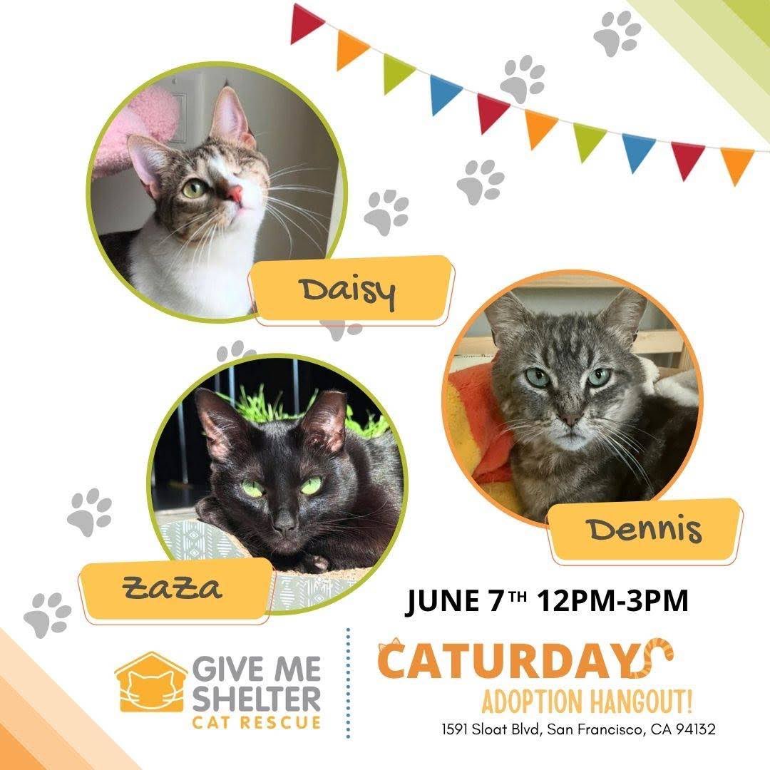 📅 Mark your calendar for our June adoption event!

🐱Meet &amp; Adopt:
🌼Daisy: 1-year-old white and tabby female
🖤Zaza: 1-year-old black female
🤎Dennis: 8-year-old tabby male

📍 Where? Petco, 1591 Sloat Boulevard
⏰ When? Saturday, 6/7, 12-3 P