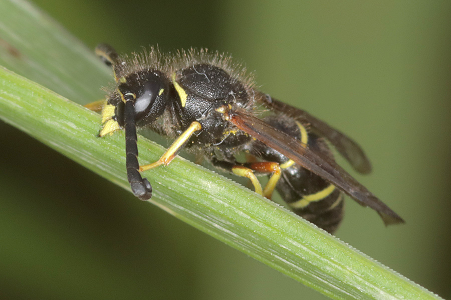 Male Spiny-legged Mason Wasp (Odynerus spinipes ) spotted on Saturday's <a href="/Buzz_dont_tweet/">Buglife</a>  workshop walk led by @hillwalkswithwillhawkes - a new species for me.

#wasp #cornwall #roseland