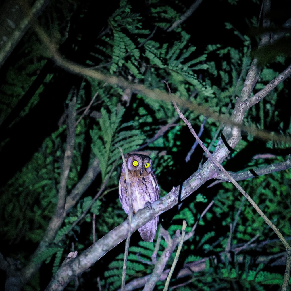 SBhardwaj2580's tweet photo. The Oriental Scops Owl (Otus sunia)
#birds #birdphotography #owls #owlphotos #BirdsOfTwitter #canon #birdsofassam #birdsofindia #nightphotos #wildlifephotography https://t.co/myf6qfaqhc