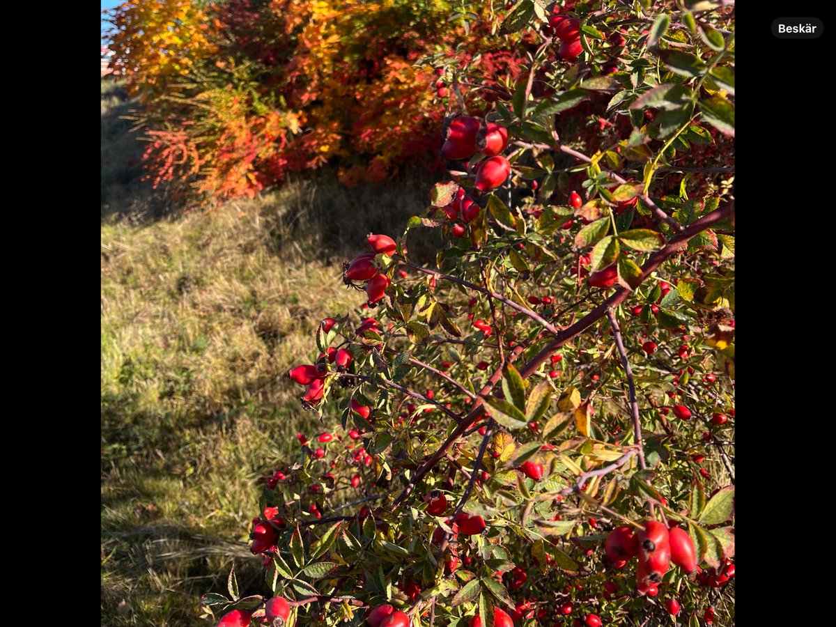 Nyponbuskar 
#sommarpåminplanet