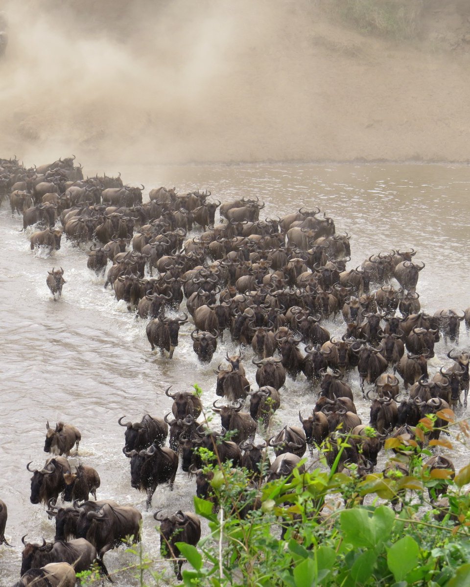 Every year, more than 1.5 million wildebeests rumble north across the Serengeti in a migration that is one of the world's great spectacles. Let's plan together the trip of lifetime for 2025 Serengeti wildbeest migration.
WhatsApp ⬇️
wa.me/255688370612