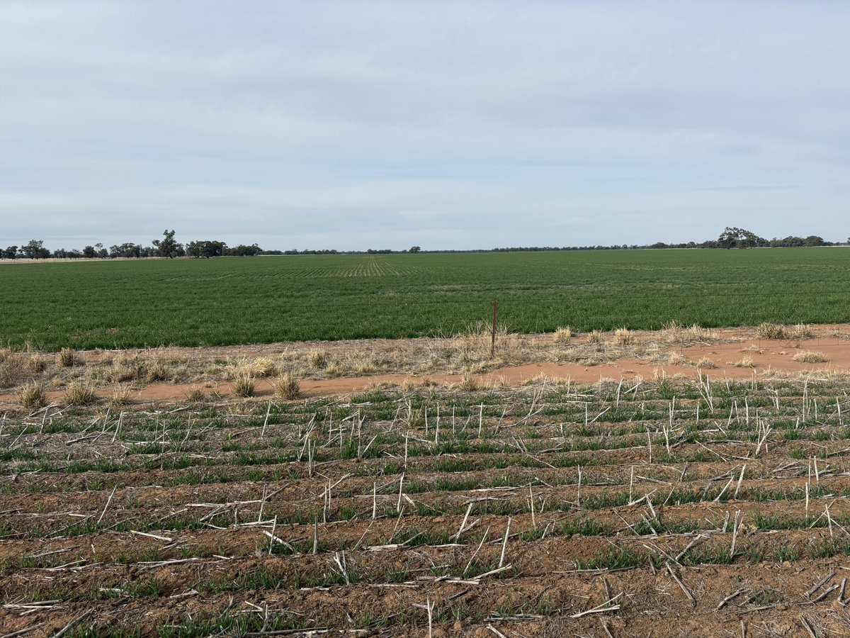 Matt Witney tweet media