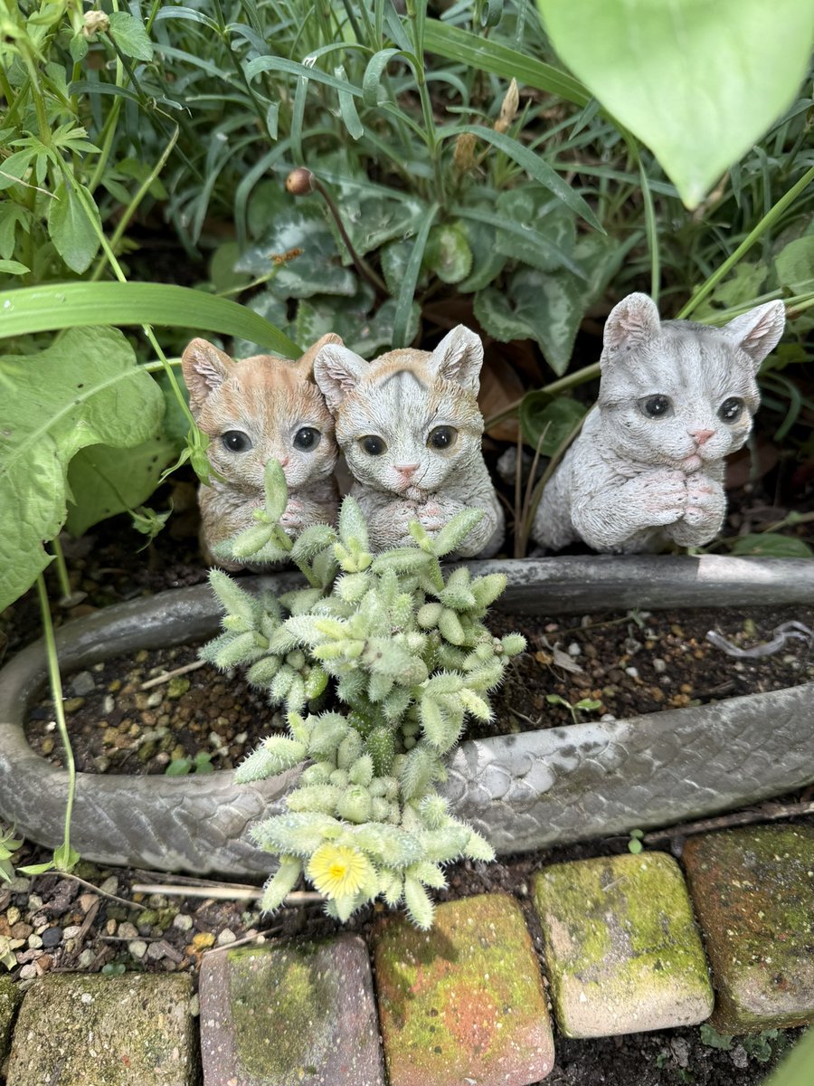 船橋開催初日です🐴

本日は2頭が出走します。

2R ザセントラル号
10R フォクシー号

応援よろしくお願いします✨

去年植えた多肉植物がお花をつけました😊