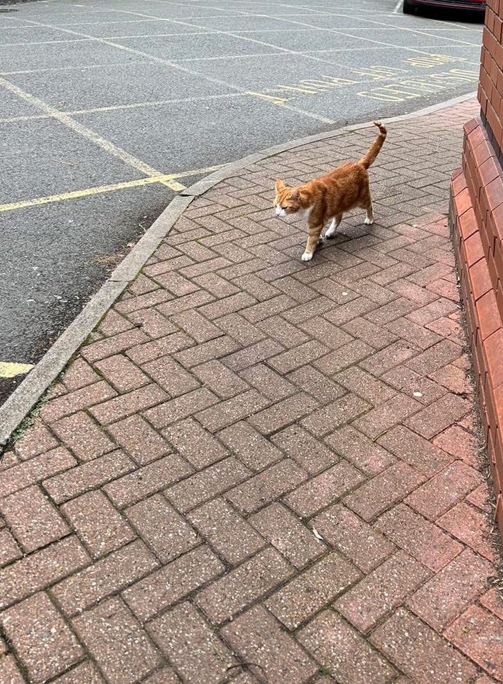 Good Morning &amp; welcome to marvellous marmalade Monday

A destination is never a place, but a new way of seeing things.

When you're sure of your destination, you'll be strong enough to handle the journey.

#cats #cats #Cat #CatsOnTwitter #CatsOfTwitter