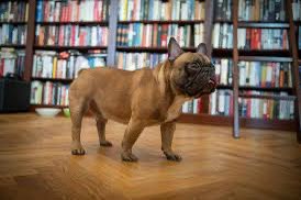 Bąbel przepraszam, znowu cię zawiedliśmy #Wybory2025