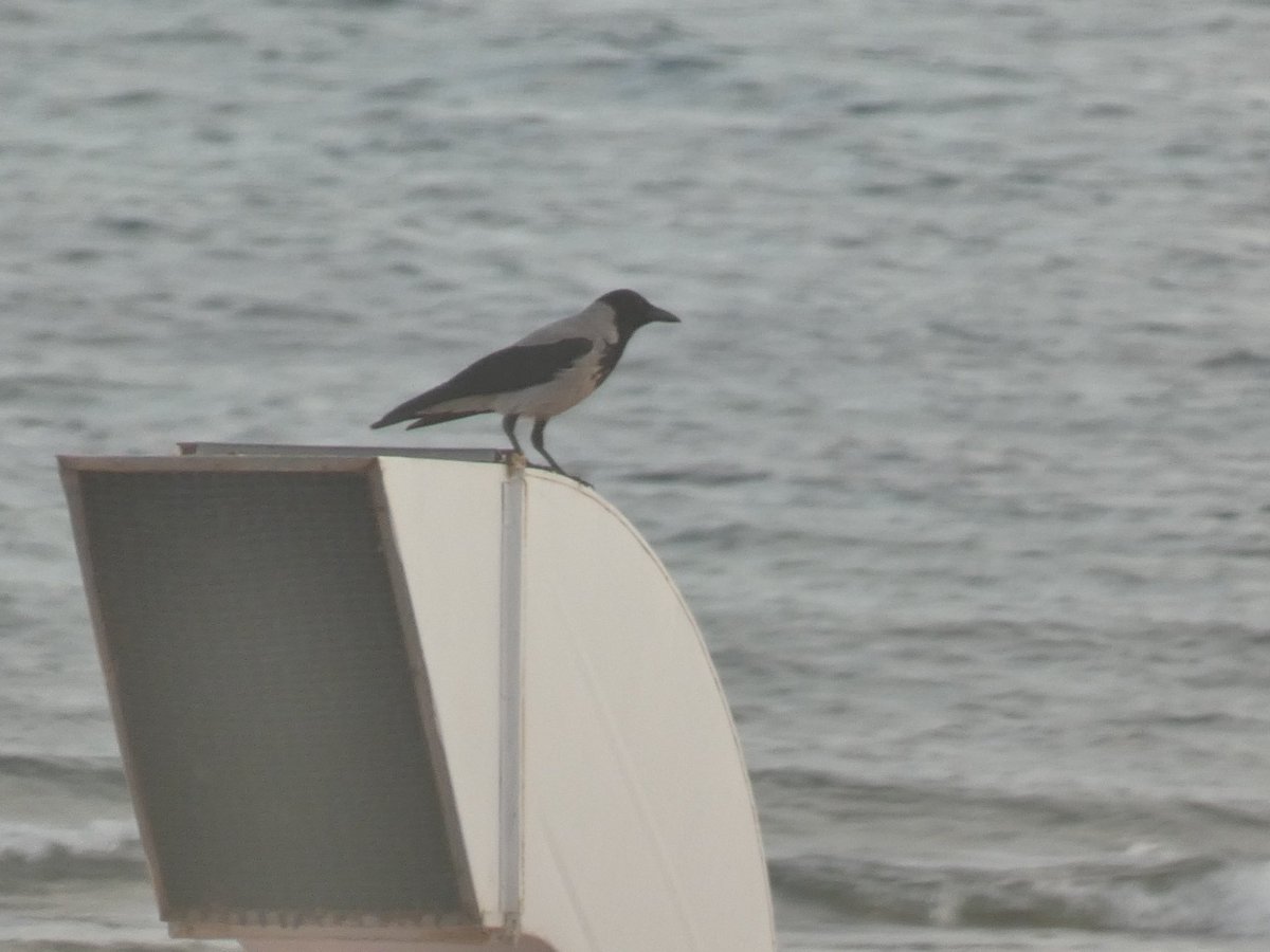 Rob Creek (@creek_robert) on Twitter photo <a href="/janecyprus/">Jane Stylianou</a> <a href="/birdlifecyprus/">BirdLife Cyprus</a> <a href="/birdsaroundcy/">BirdsAroundCyprus</a> <a href="/WildlifeCyprus/">Cyprus Wildlife Tour</a> 11 nights in Paphos, usual suspects
YLG, Hooded Crow, Crested Lark, and a Hoopoe in scrub near hotel <a href="/janecyprus/">Jane Stylianou</a> <a href="/birdlifecyprus/">BirdLife Cyprus</a> <a href="/birdsaroundcy/">BirdsAroundCyprus</a> <a href="/WildlifeCyprus/">Cyprus Wildlife Tour</a> 11 nights in Paphos, usual suspects
YLG, Hooded Crow, Crested Lark, and a Hoopoe in scrub near hotel
