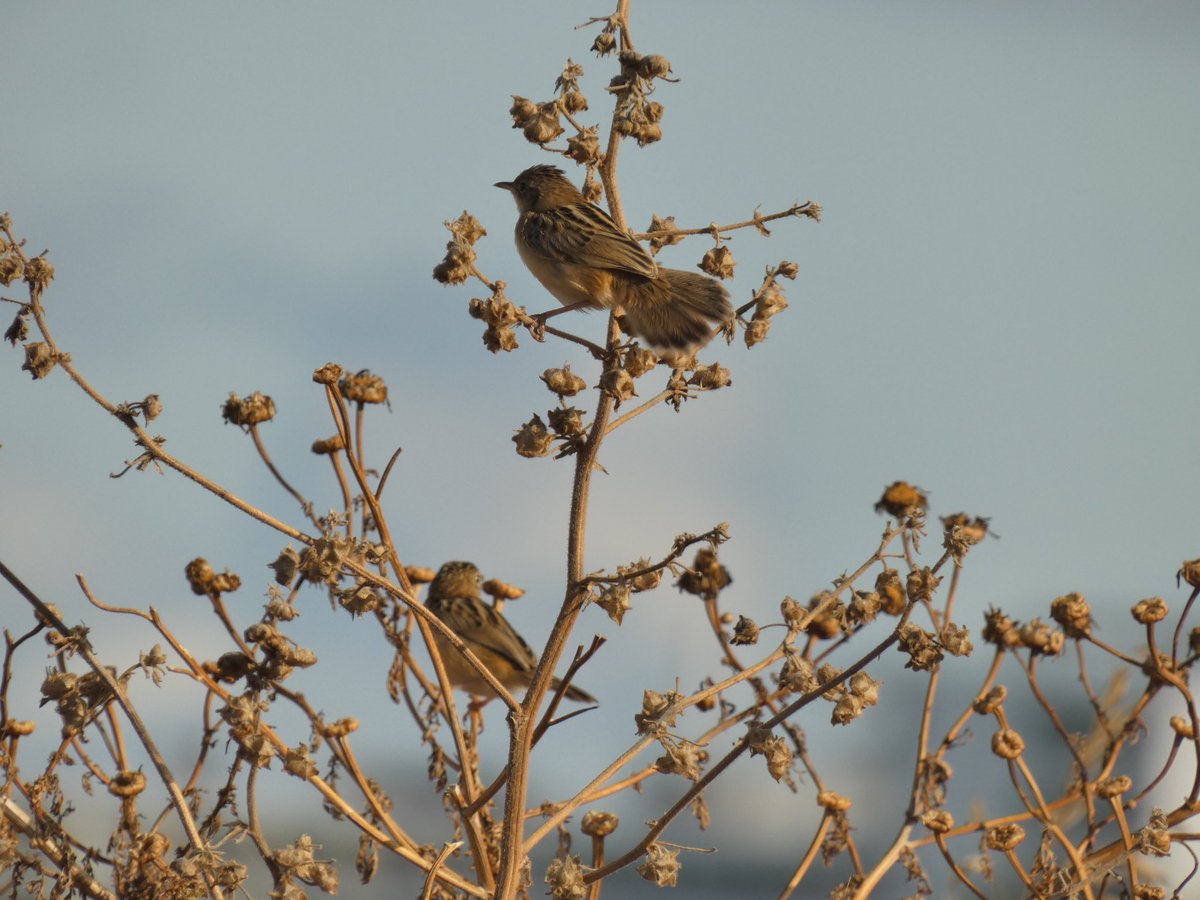 Rob Creek (@creek_robert) on Twitter photo <a href="/janecyprus/">Jane Stylianou</a> <a href="/birdsaroundcy/">BirdsAroundCyprus</a> <a href="/birdlifecyprus/">BirdLife Cyprus</a> <a href="/WildlifeCyprus/">Cyprus Wildlife Tour</a>
Day 2 Paphos, Sun 1st June.
Laughing Dove (Lifer) pair mating and showing well in Constantino Bro’s hotel next to Louis Phaethon.
Also Zitting Cisticola’s showing well in nearby scrub <a href="/janecyprus/">Jane Stylianou</a> <a href="/birdsaroundcy/">BirdsAroundCyprus</a> <a href="/birdlifecyprus/">BirdLife Cyprus</a> <a href="/WildlifeCyprus/">Cyprus Wildlife Tour</a>
Day 2 Paphos, Sun 1st June.
Laughing Dove (Lifer) pair mating and showing well in Constantino Bro’s hotel next to Louis Phaethon.
Also Zitting Cisticola’s showing well in nearby scrub
