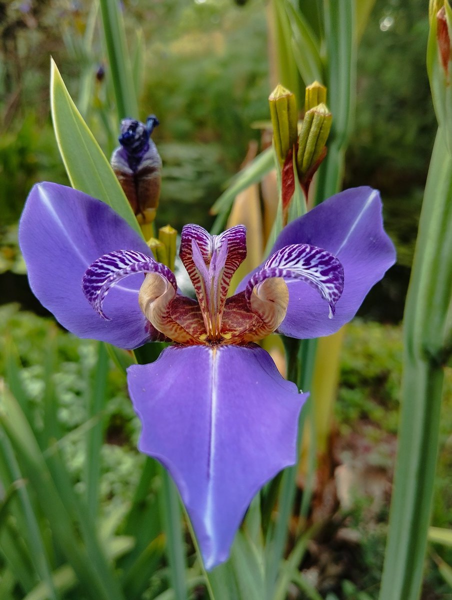 isacuricaverie's tweet photo. 📍Trimezia northiana 💜🍃
#WalkingIris #NorthsFalseFlag https://t.co/jQIi7i4mYg