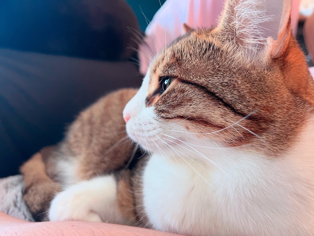 DatCatBingsu's tweet photo. pwetty gal💕
#CatsOfTwitter #CatsOnX #BingsuWithCream https://t.co/LNjXt9Y9v2