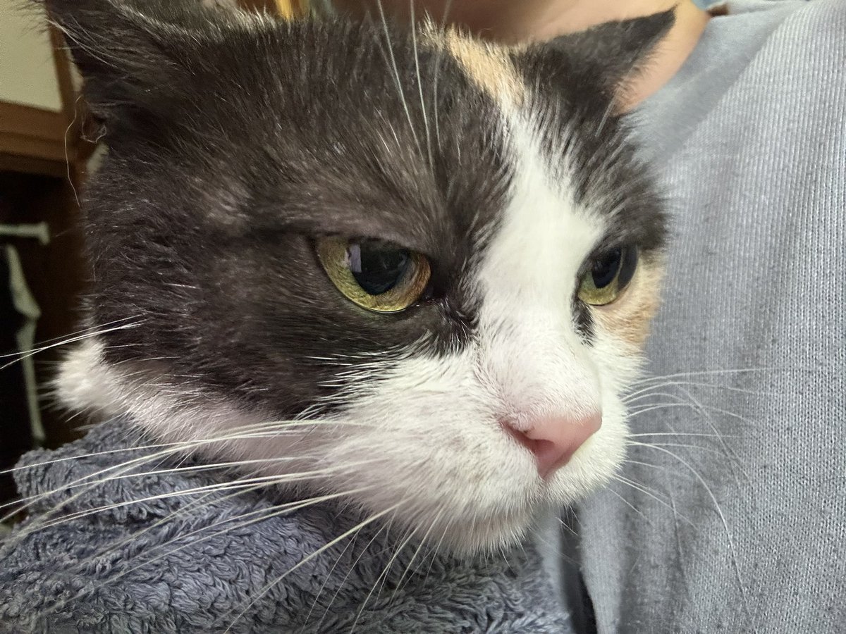 レア猫捕まえた
風呂入れて爪切ったら怒ってらっしゃる