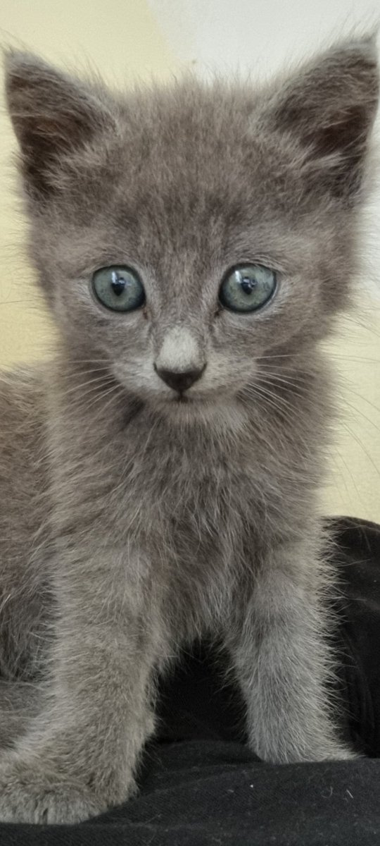 Jour ( 6 ? ) des images random
Mon p'tit Tempête la classique qui dort actuellement sur ma jambe