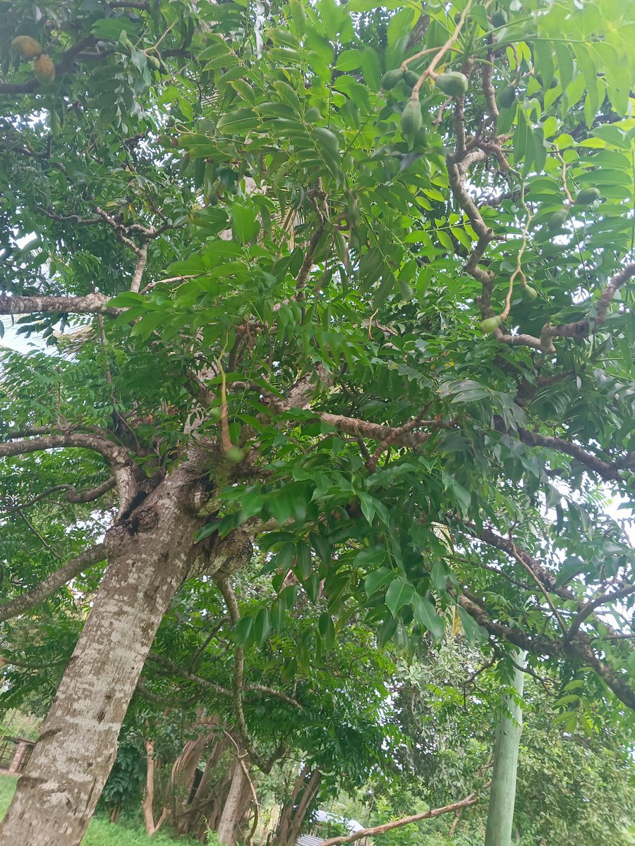 demi_farm's tweet image. Met a farmer in Majengo Mtwapa doing some good farming!

What surprised me the most is that this right here is a mango. At first, the tree looks like Neem but oh boy! I was damn wrong.

Who know this type of mango that does well in the coast?

#mtwapa #mombasa #majengo