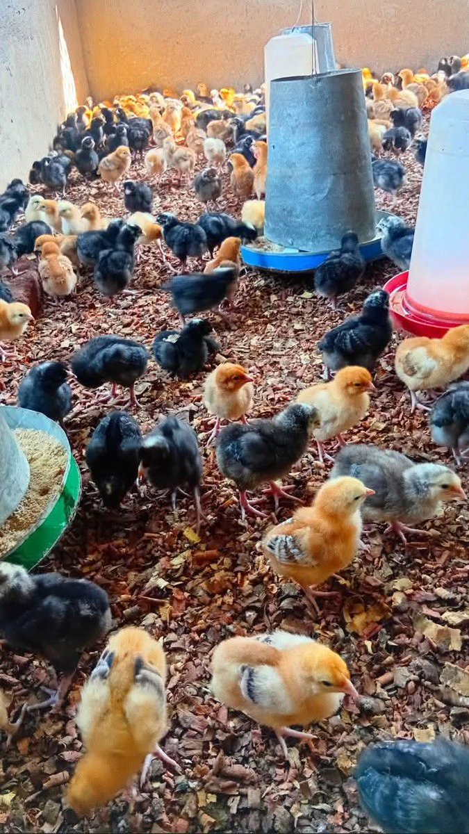 Day 1 – Zambro Chicks Arrival &amp; Early Management

1. Pre-heat the brooding area to 32–35°C before chicks arrive.

2. Give warm sugar water mixed with multivitamins (e.g., Vitalyte, Aminovit) for the first 6 hours.

3. Do not give antibiotics on Day 1 – allow chicks to stabilize