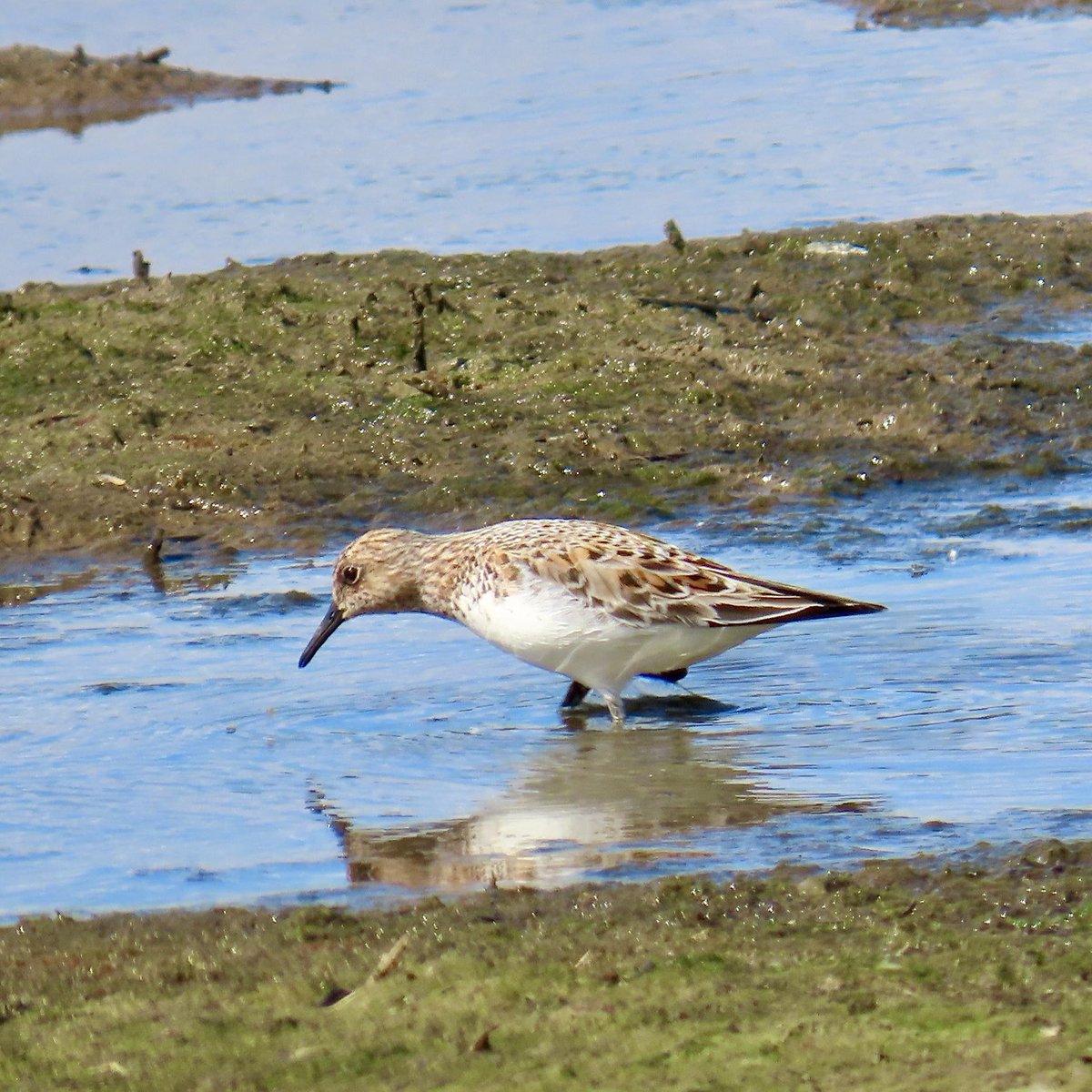 Rob Robertson (@bobby00651) on Twitter photo A cracking Sanderling at a local roadside pool yesterday a surprise inland record ๐<a href="/DurhamBirdClub/">Durham Bird Club</a> <a href="/durhamwildlife/">DurhamWildlifeTrust</a> <a href="/teesbirds1/">teesbirds</a> A cracking Sanderling at a local roadside pool yesterday a surprise inland record ๐<a href="/DurhamBirdClub/">Durham Bird Club</a> <a href="/durhamwildlife/">DurhamWildlifeTrust</a> <a href="/teesbirds1/">teesbirds</a>
