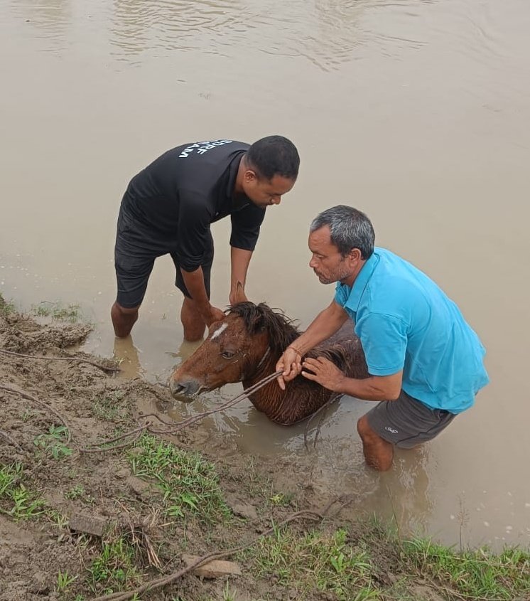Assam Police (@assampolice) on Twitter photo Our <a href="/FnESAssam/">Fire and Emergency Services Assam</a> and SDRF teams continue to respond not just to people in distress, but animals too, across the State.
A dog was rescued from the Sada Shiva Path, Dibrugarh after a citizen alert, and a horse was safely rescued from Sonarighat, Silapathar, Dhemaji.
<a href="/himantabiswa/">Himanta Biswa Sarma</a> Our <a href="/FnESAssam/">Fire and Emergency Services Assam</a> and SDRF teams continue to respond not just to people in distress, but animals too, across the State.
A dog was rescued from the Sada Shiva Path, Dibrugarh after a citizen alert, and a horse was safely rescued from Sonarighat, Silapathar, Dhemaji.
<a href="/himantabiswa/">Himanta Biswa Sarma</a>