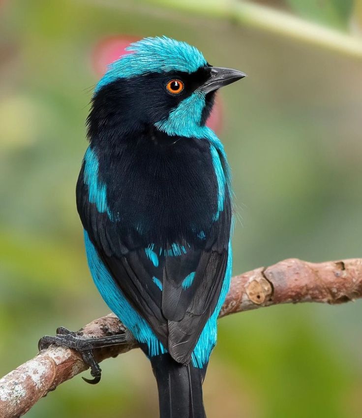 🐦David Gómez Henao captured the Turquoise Dacnis (Dacnis hartlaubi), a bird species endemic to Colombia.