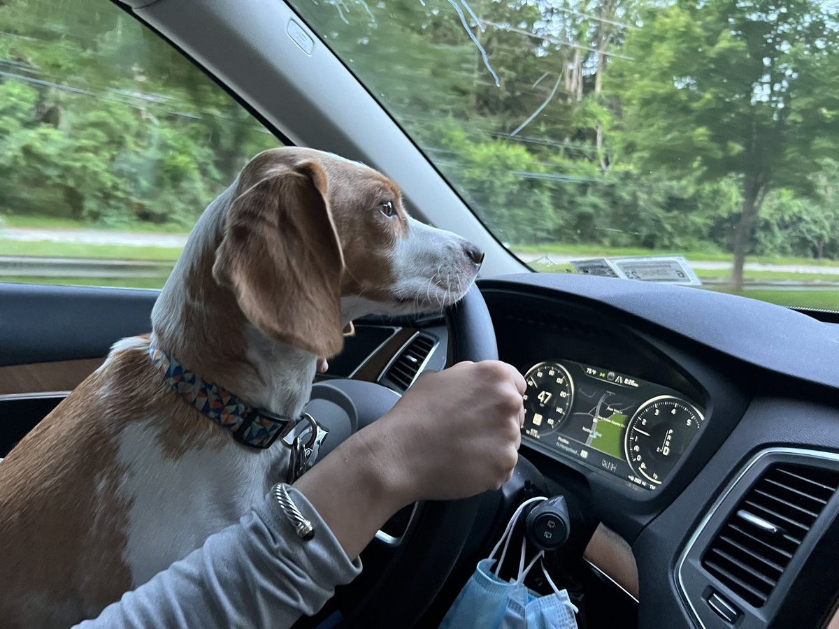 BeagleLemon's tweet photo. @muddytonberry @beaglefacts Agreed 🐶 https://t.co/SxZ0reWkjr