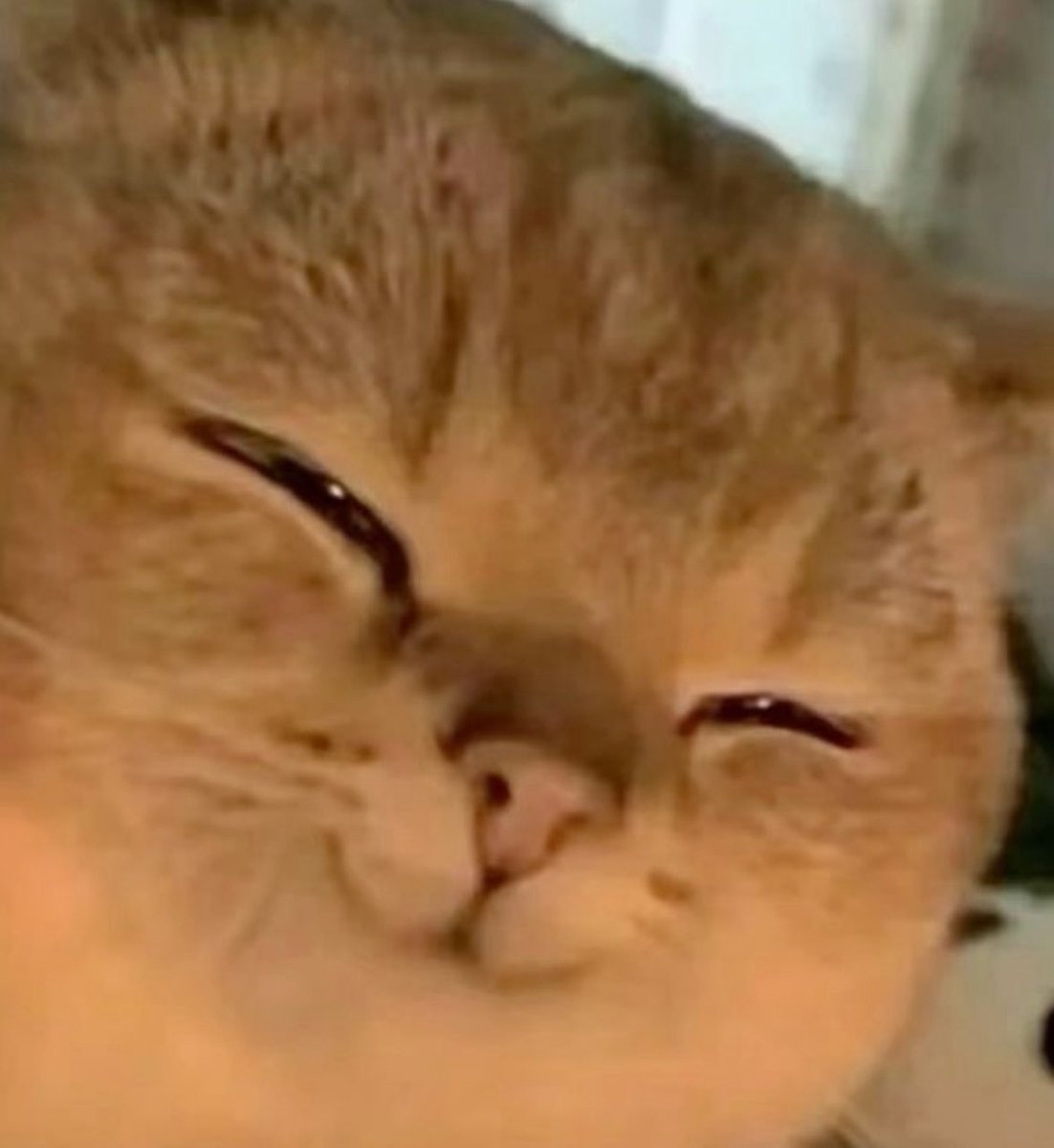 💖 (@twaniimals) on Twitter photo 