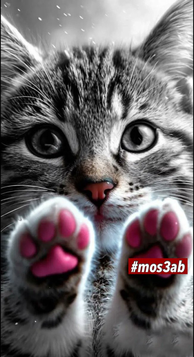 #كبسولة  🤞العمر ليس بعدد السنين🤞 بل بحكمة العقل ونضج الروح✋
#mos3ab ✋ #دمتم_بوعي 🤞
#انقاذ_النصر_يالصندوق 
#LaCasaDeLosFamososCol 
#bbtvi  #صباح_الخير  #يا_انا 
#دوري_أبطال_أوروبا  #bazarek 
#PrideMonth  #روسيا_تحتضر #رجال_الازرق_السماوي  1212