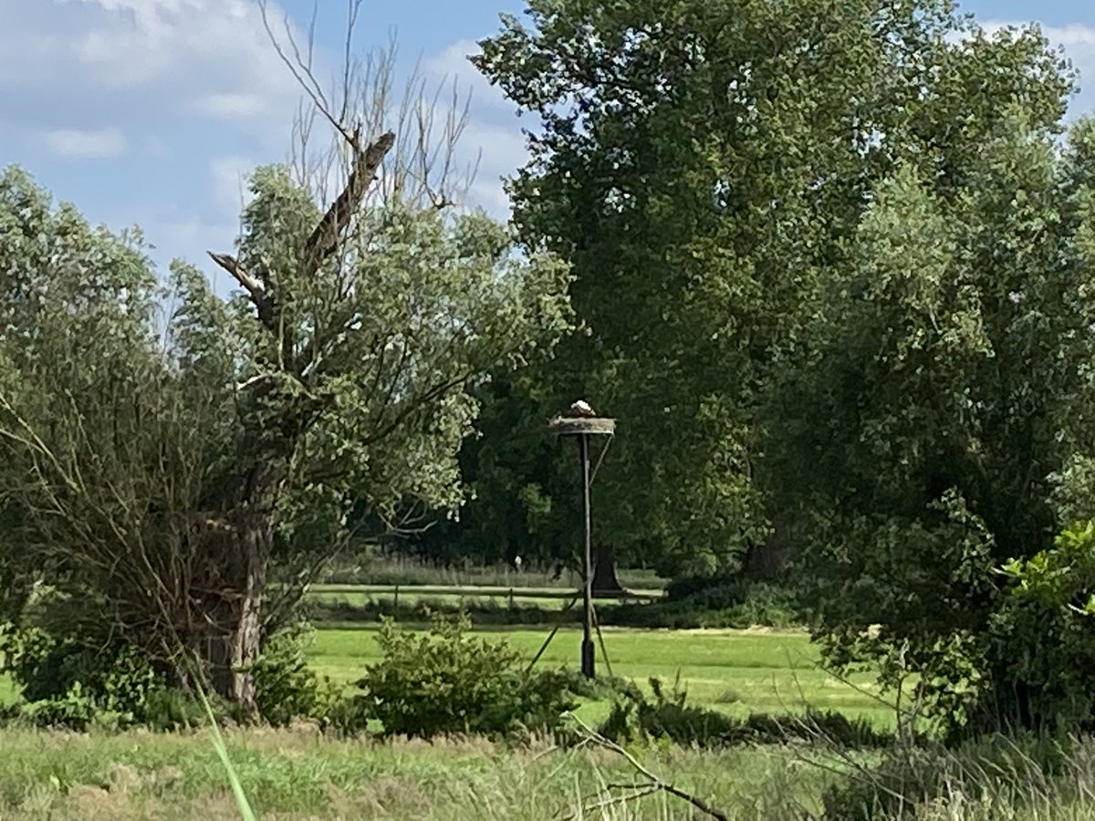 vanSonenBreugel's tweet photo. Groeten uit Son en Breugel. Ook namens de ooievaar en haar kinderen. Fijne dag allemaal! #senb #sonenbreugel #goedemorgen https://t.co/7NhKGgVOIn