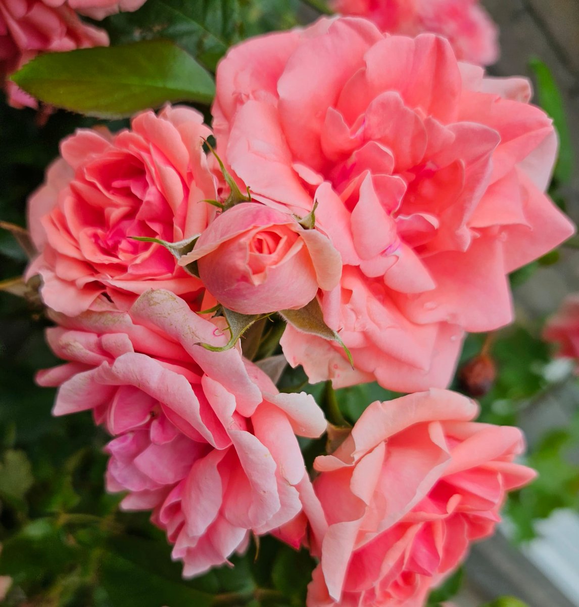 Always find time for the things that make you happy to be alive.

Happy Monday 😘🏵🦋🍀

#mygarden
#MondayMotivation