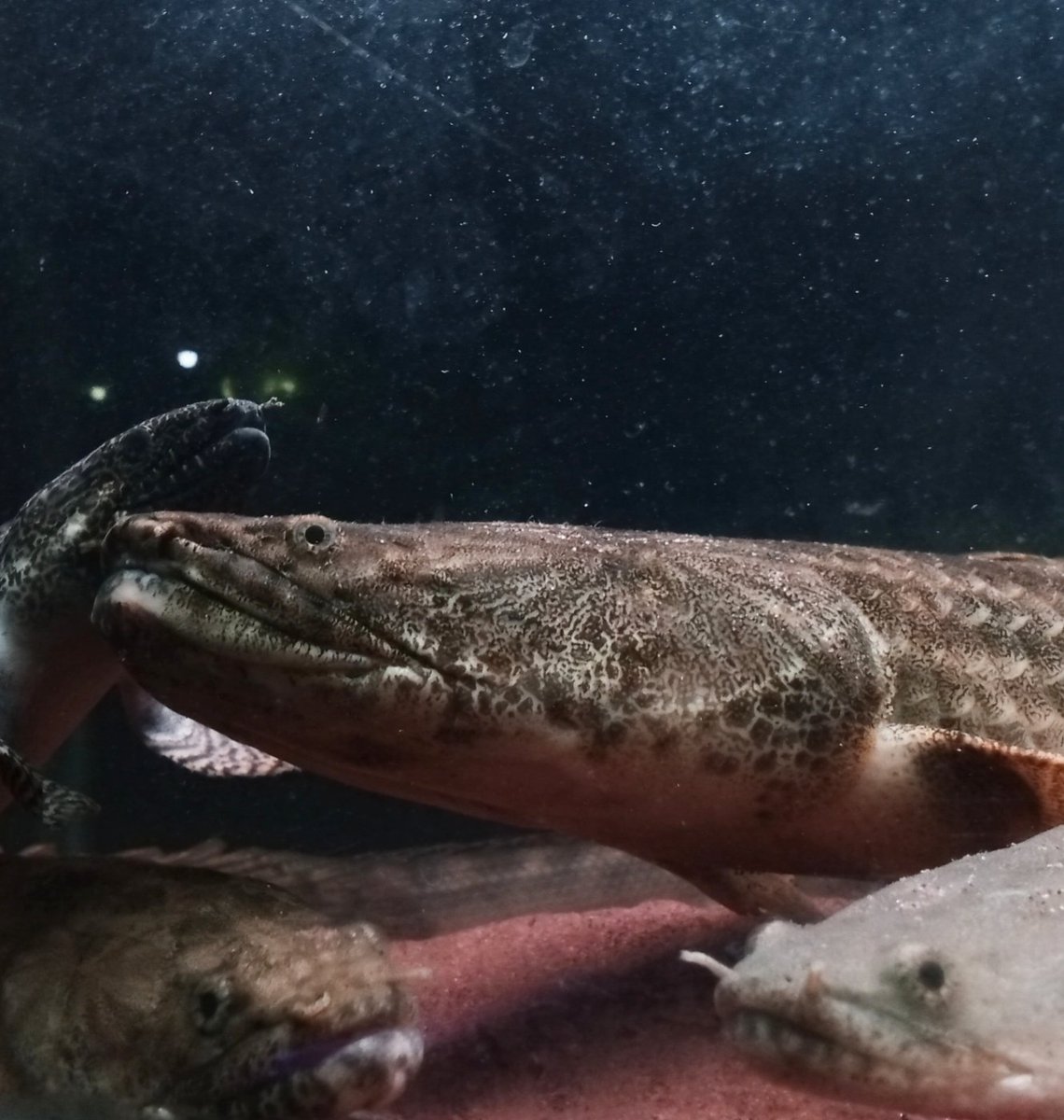 zi5928's tweet image. jumbo head Ansorgii 
#polypterus #ポリプテルス