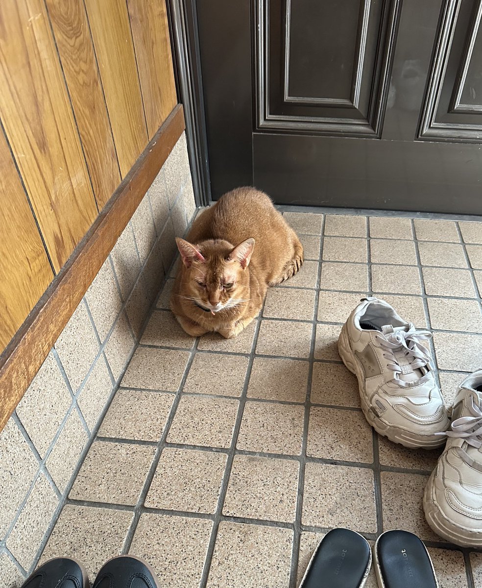 明日はann ihsaです🌝
来てくれる方ご連絡ください🐈
(写真は外出しようとしたら邪魔する猫)

6/3(火) at polaris tokyo

「multiplie skies」

ACT：
Masami Takashima duo set（drums mineo kawasaki）
Ryoken Miyazaki [the hatch]
ann ihsa

19:30/20:00

¥3,500/¥4,000

polaris250603.peatix.com