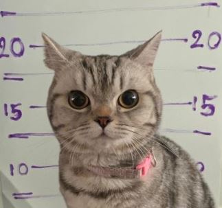 BadMeow555's tweet photo. 😼 Wanted:
Crimes include
Smuggling cuteness

Running from responsibility

Starting a meme coin to save stray animals

Introducing: $BADmeow
👉 [5xsEz6veriC9tudyESeg81Gn1P5nLX9CLczgTSWHpump]

#Solana #Meowfia #BADmeow #CryptoForGood https://t.co/1yJHpIvdHU