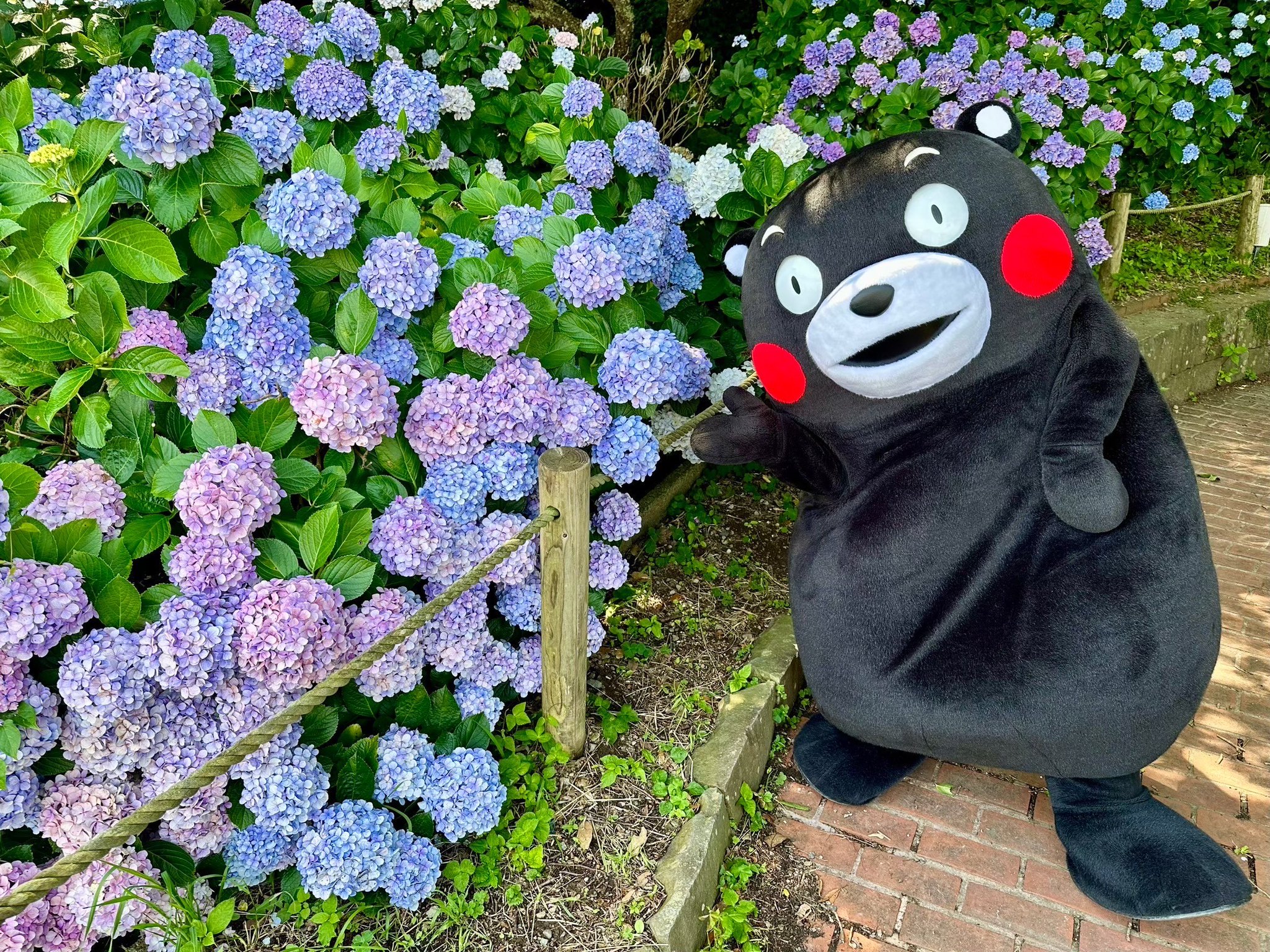 くまモンになりました くまモン【公式】 on X: 