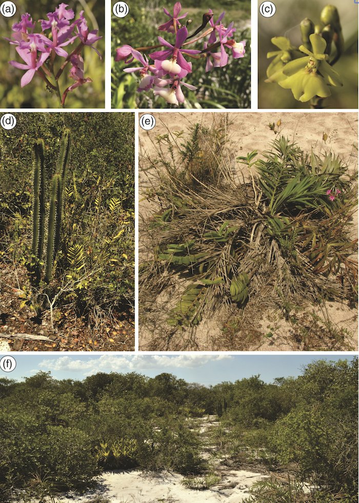 #OpenAccess
What are the consequences of water stress on the development of late postzygotic reproductive isolation in an #orchid hybrid zone?

Karolyne Wanessa de Jesus, Thales Moreira de Lima et al
doi.org/10.1111/1442-1…

drought tolerance/ ecophysiology/ hybridization