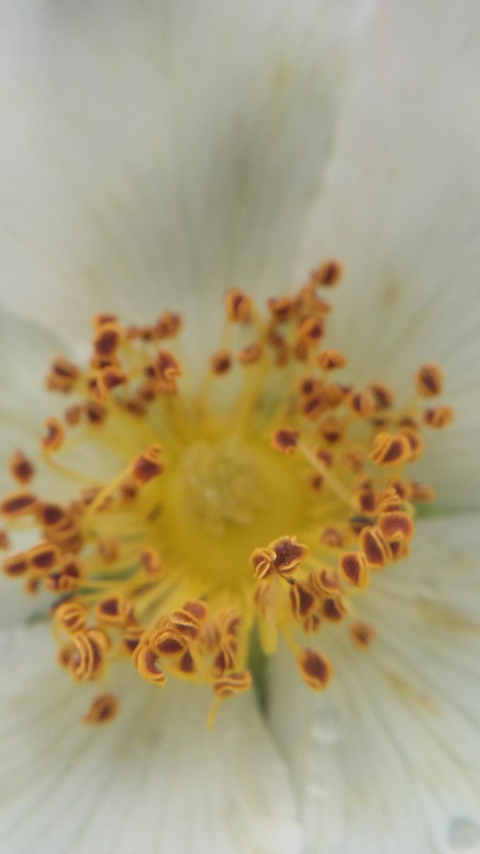 moss on the tonque of silence
apart
becomes a seed