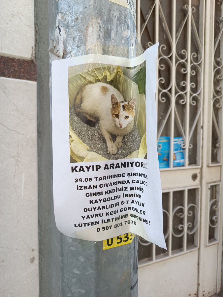 İzmir, Şirinyer kayıp kedi.