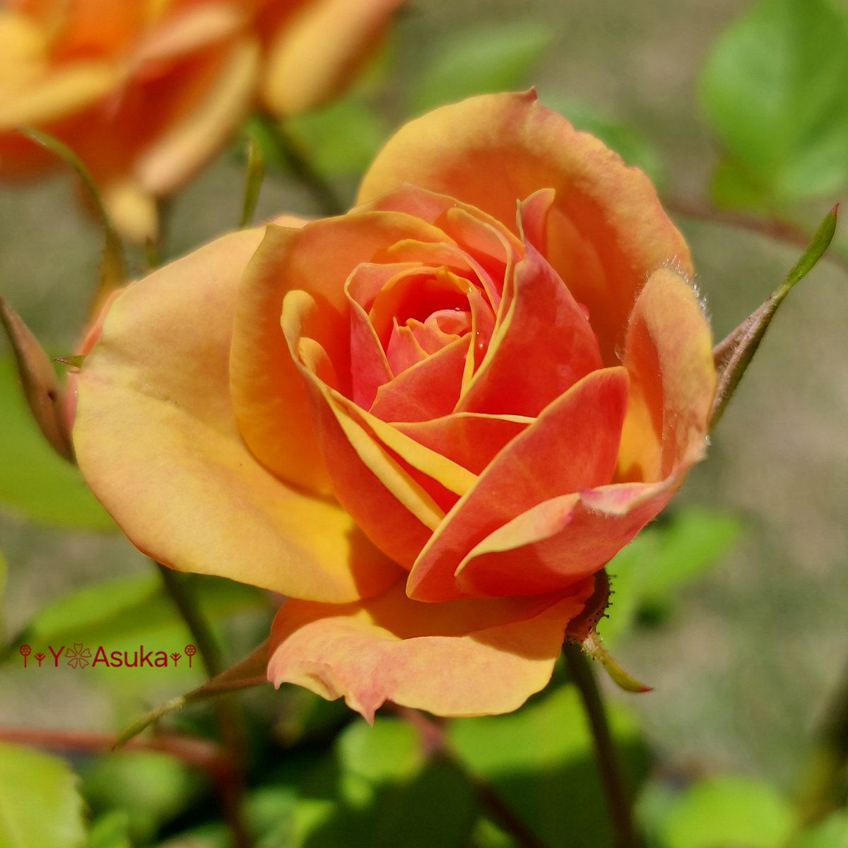 yumeasutw's tweet photo. 鮮やかなオレンジの
#ミニバラ が咲きました💛💛💛🌿

#薔薇 #バラ #Rose
#庭花 #花 #Flower
#花が好き
#花が好きな人と繋がりたい
#マクロ #マクロ撮影 #macro #macrophotography
#pho0511
#a2025 #a0602 #a202506 #a2025061 https://t.co/H8oOaLiXZ2