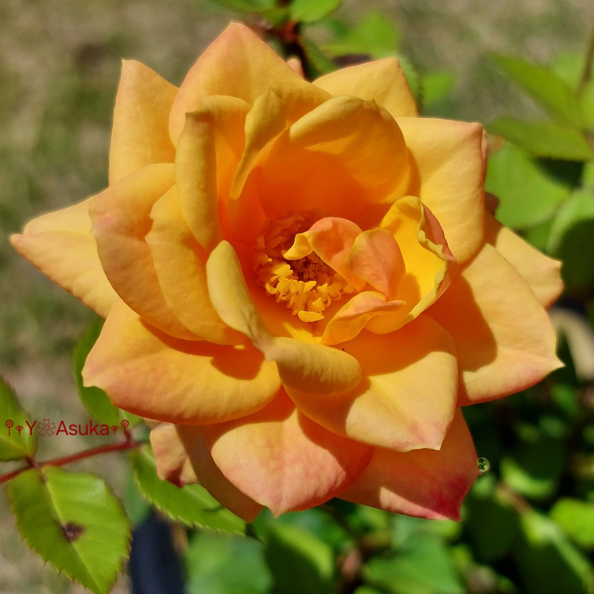 yumeasutw's tweet photo. 鮮やかなオレンジの
#ミニバラ が咲きました💛💛💛🌿

#薔薇 #バラ #Rose
#庭花 #花 #Flower
#花が好き
#花が好きな人と繋がりたい
#マクロ #マクロ撮影 #macro #macrophotography
#pho0511
#a2025 #a0602 #a202506 #a2025061 https://t.co/H8oOaLiXZ2