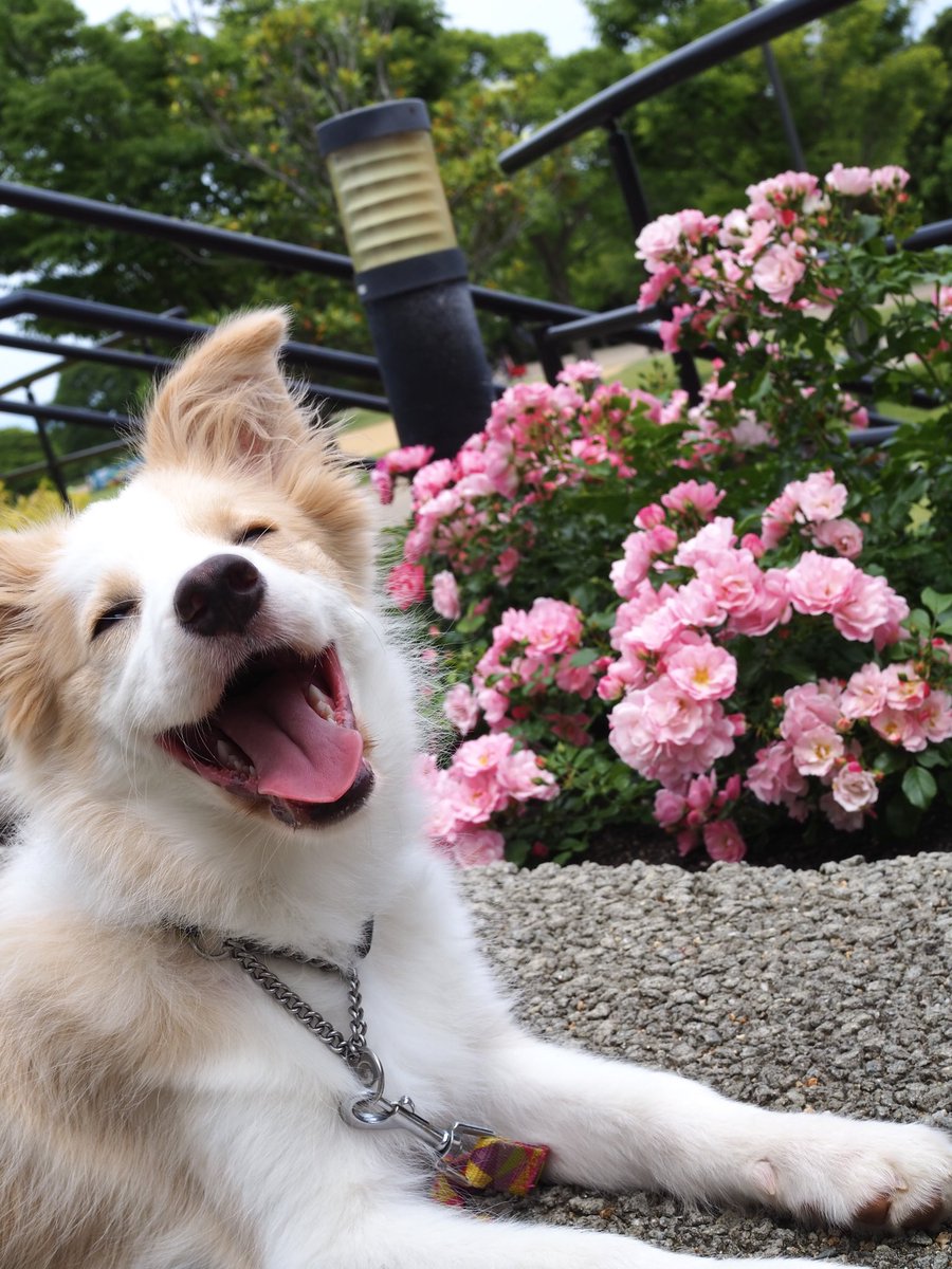 aka7241121's tweet photo. グウェンとお花🌼

#ボーダーコリー 
#ボーダーコリー子犬 
#生後5か月 
#犬バカ 
#犬好きな人と繋がりたい https://t.co/Lv3xMibWQL