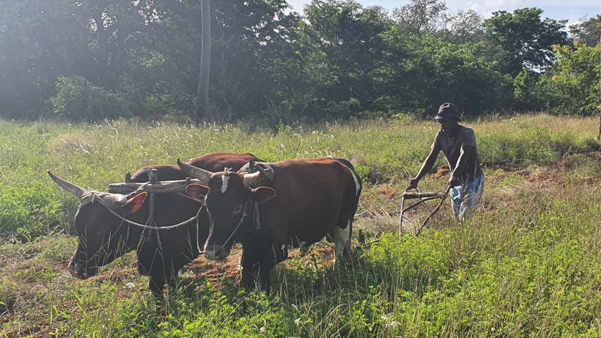 thefutco's tweet photo. 🇲🇿 Welcome to Marrangue, Mozambique
👥 Population: 964 people, 234 families (May 2025)
🌐 Mozambique's SDG Ranking: 148/166 globally
🆘 In 2023, it had:
❌ 0% electricity
❌ 0% safe water
❌ 0% internet
❌ 704 undocumented residents