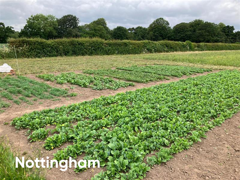 FrontierAg's tweet image. Final preparations are underway at our Nottingham &amp;amp; Honingham sites ready to kick start our summer open day event series this week. Fleeces are being removed &amp;amp; final crop checks done ready for the tours!

Get insights from local research - register here: frontierag.co.uk/events