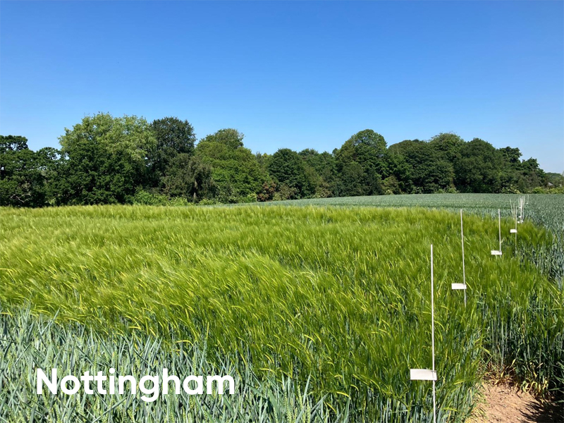 FrontierAg's tweet image. Final preparations are underway at our Nottingham &amp;amp; Honingham sites ready to kick start our summer open day event series this week. Fleeces are being removed &amp;amp; final crop checks done ready for the tours!

Get insights from local research - register here: frontierag.co.uk/events