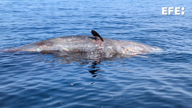 🐋Una embarcación de Salvamento Marítimo ha rescatado el cadáver de un cachalote de unos 15 metros de largo localizado por un pesquero a 1,5 millas al sur de la isla de Tabarca (Alicante).

🐋El cuerpo se hallaba a la deriva y todavía en buen estado.