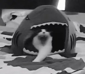 angie ♡ tweet media